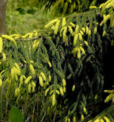 Goldspitzen-Fichte Aureaospicata 30-40cm - Picea orientalis