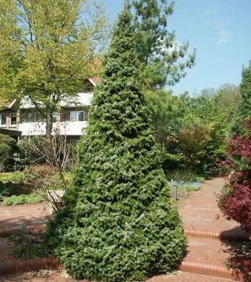 Serbische Kegel Fichte Zuckerhut 100-125cm - Picea omorika