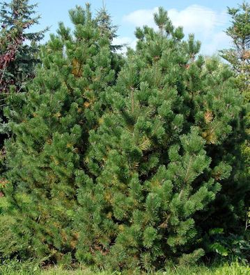 Bergkiefer Latschenkiefer 40-60cm - Pinus mugo