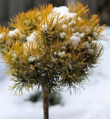 Hochstamm Wintergelbe Zwergbergkiefer 40-60cm - Pinus mugo