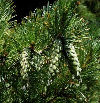 Mazedonischer Kiefer 60-70cm - Pinus peuce