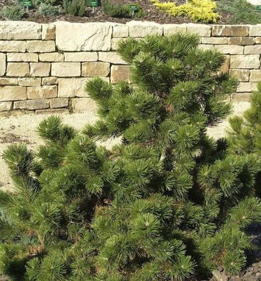 Strauchkiefer Gnom 60-70cm - Pinus mugo