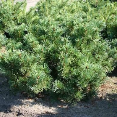 Zwergzirbelkiefer 50-60cm - Pinus cembra