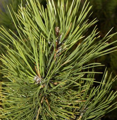 Österreichische Schwarzkiefer Select 25-30cm - Pinus nigra