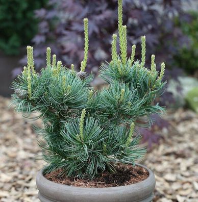 Mädchenkiefer Schoons Bonsai 25-30cm - Pinus parviflora