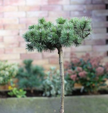 Hochstamm Zwergkiefer Humpy 40-60cm - Pinus mugo