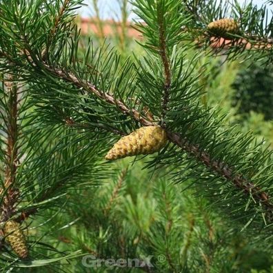 Banks Kiefer Velda 40-50cm - Pinus banksiana