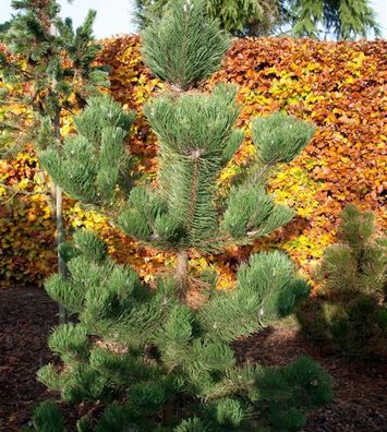 Österreichische Schwarzkiefer Oregon Green 30-40cm - Pinus nigra