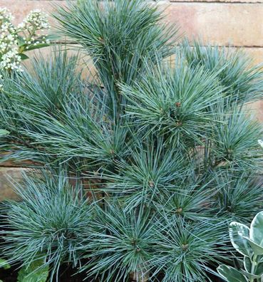 Zwergseidenkiefer 30-40cm - Pinus strobus