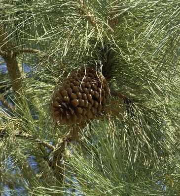 Jeffrey-Kiefer 60-80cm - Pinus jeffreyi