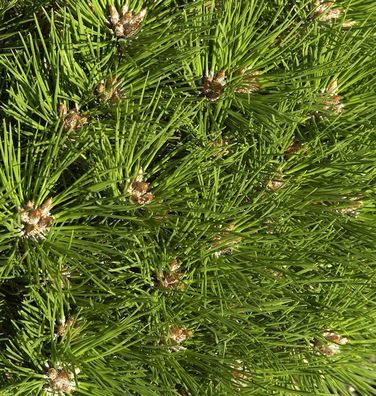 Hochstamm Kugel Kiefer Pierrick Bregeon 40-60cm - Pinus nigra