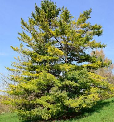 Weymouths Kiefer Seidenkiefer 60-80cm - Pinus strobus