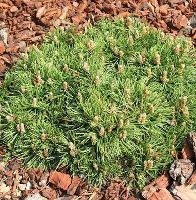 Zwerg Hakenkiefer Grüne Welle 60-70cm - Pinus uncinata