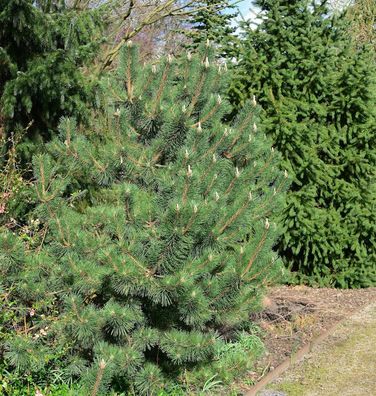 Japanische Schwarz-Kiefer Sayonara 20-30cm - Pinus thunbergii