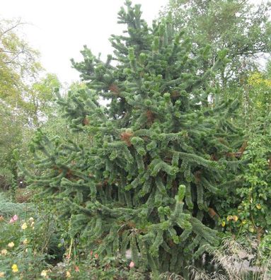 Grannen Kiefer 70-80cm - Pinus aristata