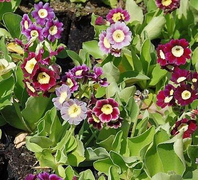 Gartenaurikel Farbmischung - Primula pubescens