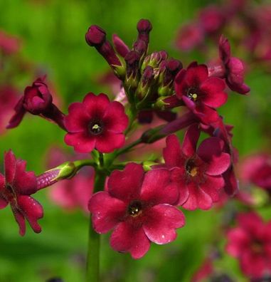 Etagenprimel Millers Crimson - Primula japonica