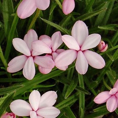 Etagenprimel Appleblossum - Primula japonica