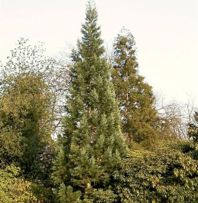Blauer Kalifornischer Mammutbaum 80-100cm - Sequoiadendron giganteum