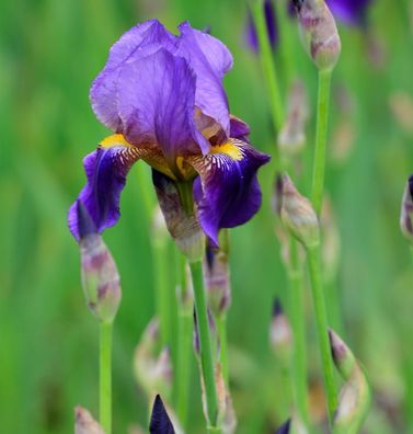 Schwertlilie Alcazar - Iris barbata
