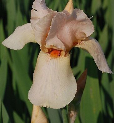 Schwertlilie Nel Jape - Iris barbata
