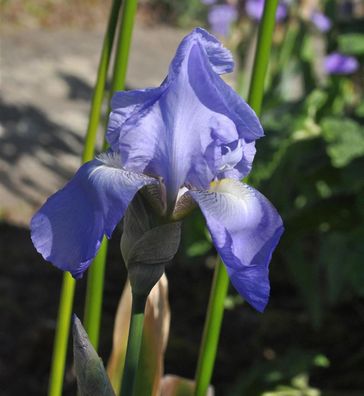Schwertlilie Jane Philipps - Iris barbata