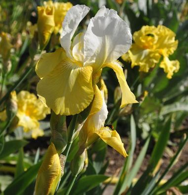 Schwertlilie Pinnacle - Iris barbata