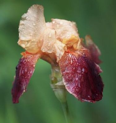 Schwertlilie Indian Chief - Iris barbata