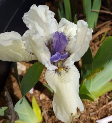 Zwergschwertlilie Blasierte Jungfer - Iris barbata