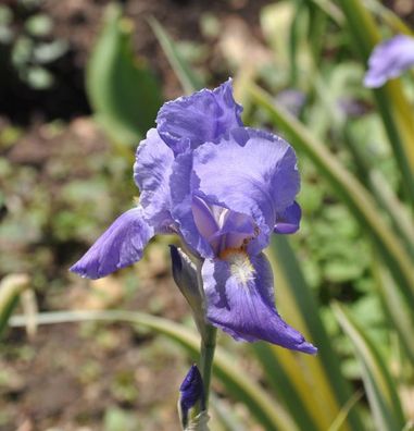 Bleiche Schwertlilie Variegata - Iris pallida