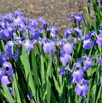 Iris Hookeri - Iris hookeri