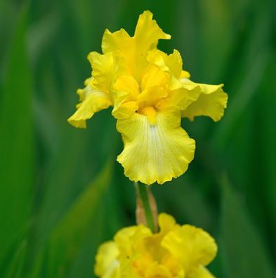 Schwertlilie Harvest of Memories - Iris barbata