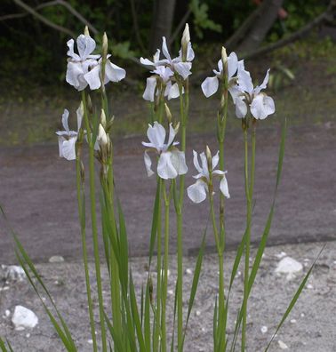 Zwerg-Schwertlilie - Iris lutescens
