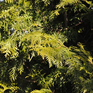 Lebensbaum Brabant 100-125cm - Thuja occidentalis