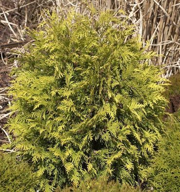 Lebensbaum Sunkist 40-50cm - Thuja occidentalis