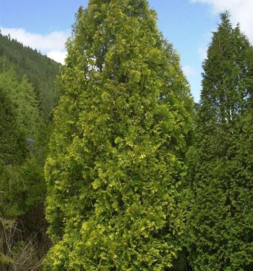 Gelber Riesenlebensbaum 60-80cm - Thuja plicata