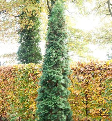 Säulen Lebensbaum 30-40cm - Thuja occidentalis