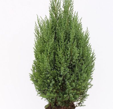 Blauer Kegelmooswacholder 25-30cm - Juniperus chinensis