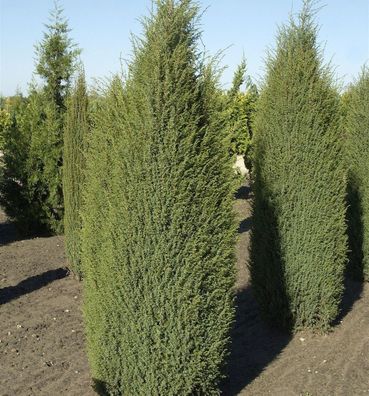 Irischer Säulenwacholder 60-80cm - Juniperus communis