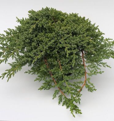 Japanischer Kriechwacholder 30-40cm - Juniperus procumbens