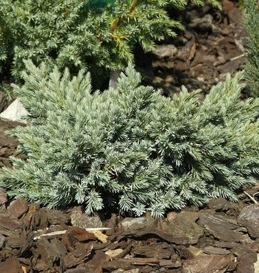 Blauer Sternwacholder 25-30cm - Juniperus squamata