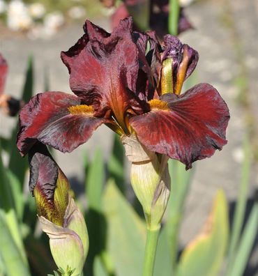 Mittelhohe Schwertlilie Red Zinger - Iris barbata