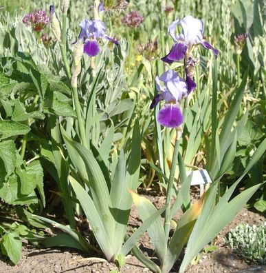 Schwertlilie Belle de Nuit - Iris barbata