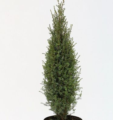 Wildwacholder Arnold 60-70cm - Juniperus communis