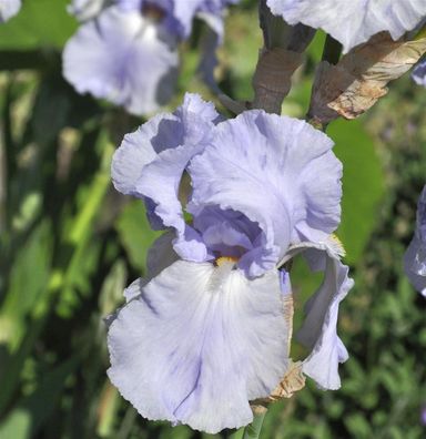Schwertlilie South Pacific - Iris barbata