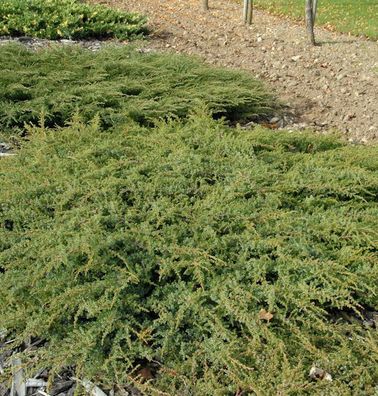 Kriechender Heidewacholder Hornibrook 30-40cm - Juniperus communis Hornibrookii