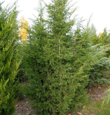 Blaureif Wacholder 50-60cm - Juniperus virginiana