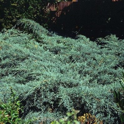 Breitwacholder Grey Owl 20-30cm - Juniperus virginiana