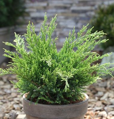 Grüner Strauchwacholder Mint Julep 50-60cm - Juniperus media