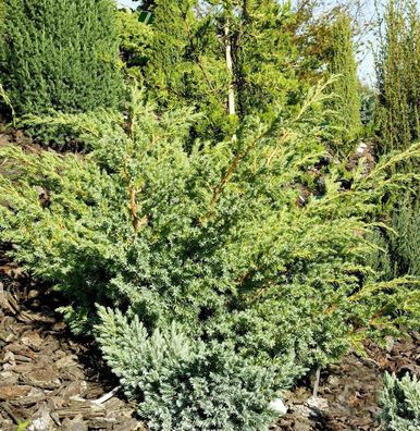 Zwerg Wacholder Little Joanna 20-30cm - Juniperus squamata
